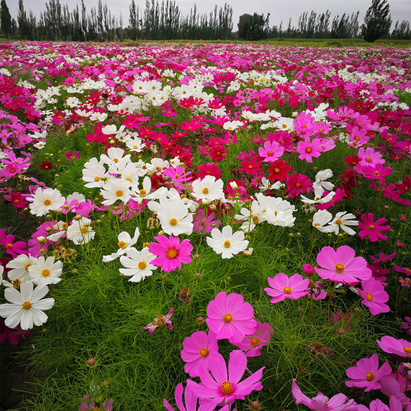 格桑花种子波斯菊花种种开花种籽子庭院花卉播种野花组合花籽种子