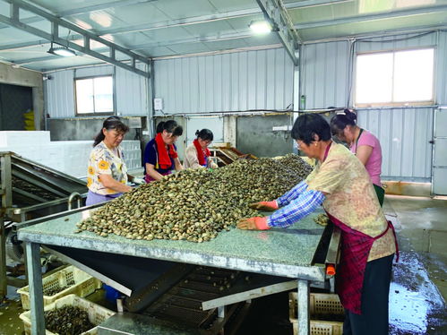 如东东华水产养殖有限公司20多名工人每天可以打包20吨至30吨花蛤