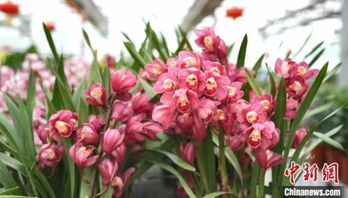 新春走基层 新疆阿图什 花卉市场繁荣 年味儿 浓